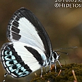 Nacaduba cyanea (Tailed Green Banded Blue) in Centenary Lakes<br />Canon EOS 7D + EF70-200 F4L IS +EF1.4xII